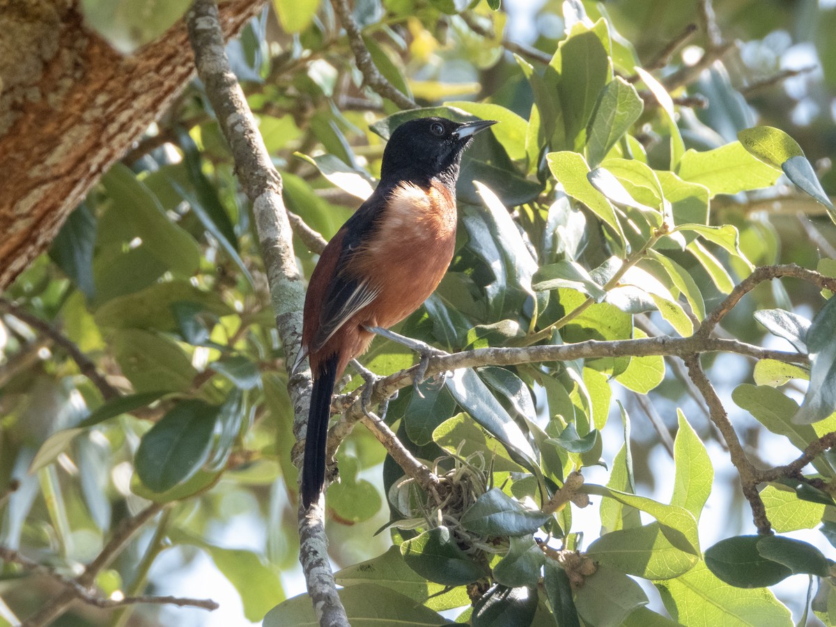 Orchard Oriole - ML619642389