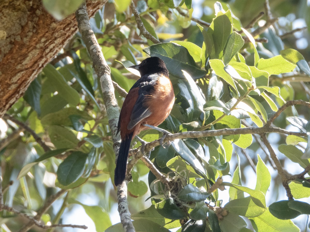 Orchard Oriole - ML619642391