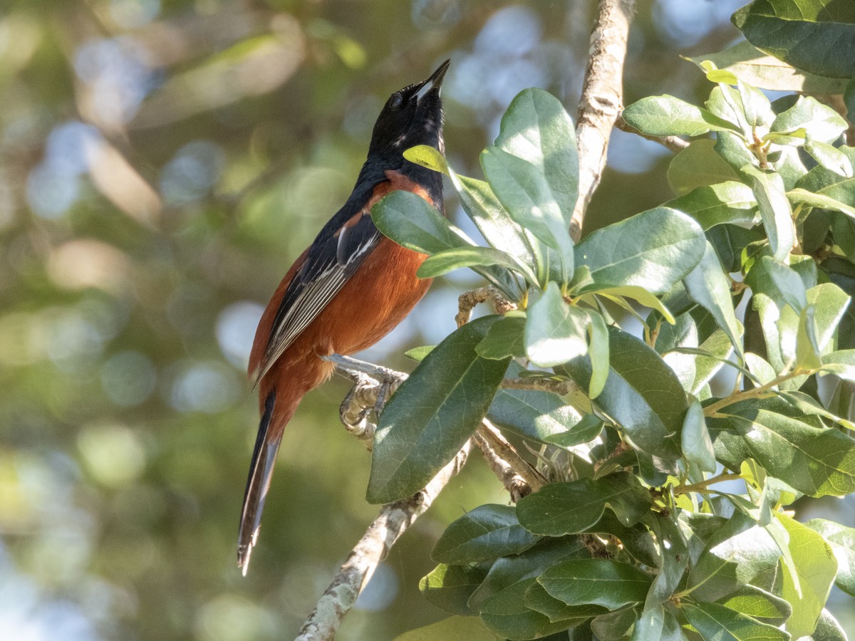 Orchard Oriole - ML619642392