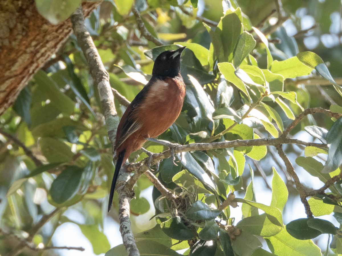 Orchard Oriole - ML619642393