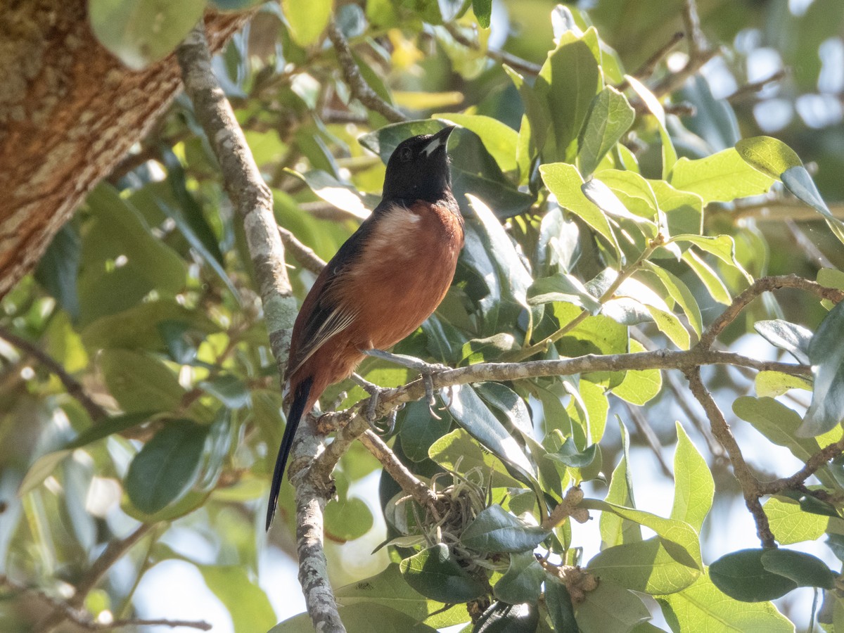 Orchard Oriole - ML619642394
