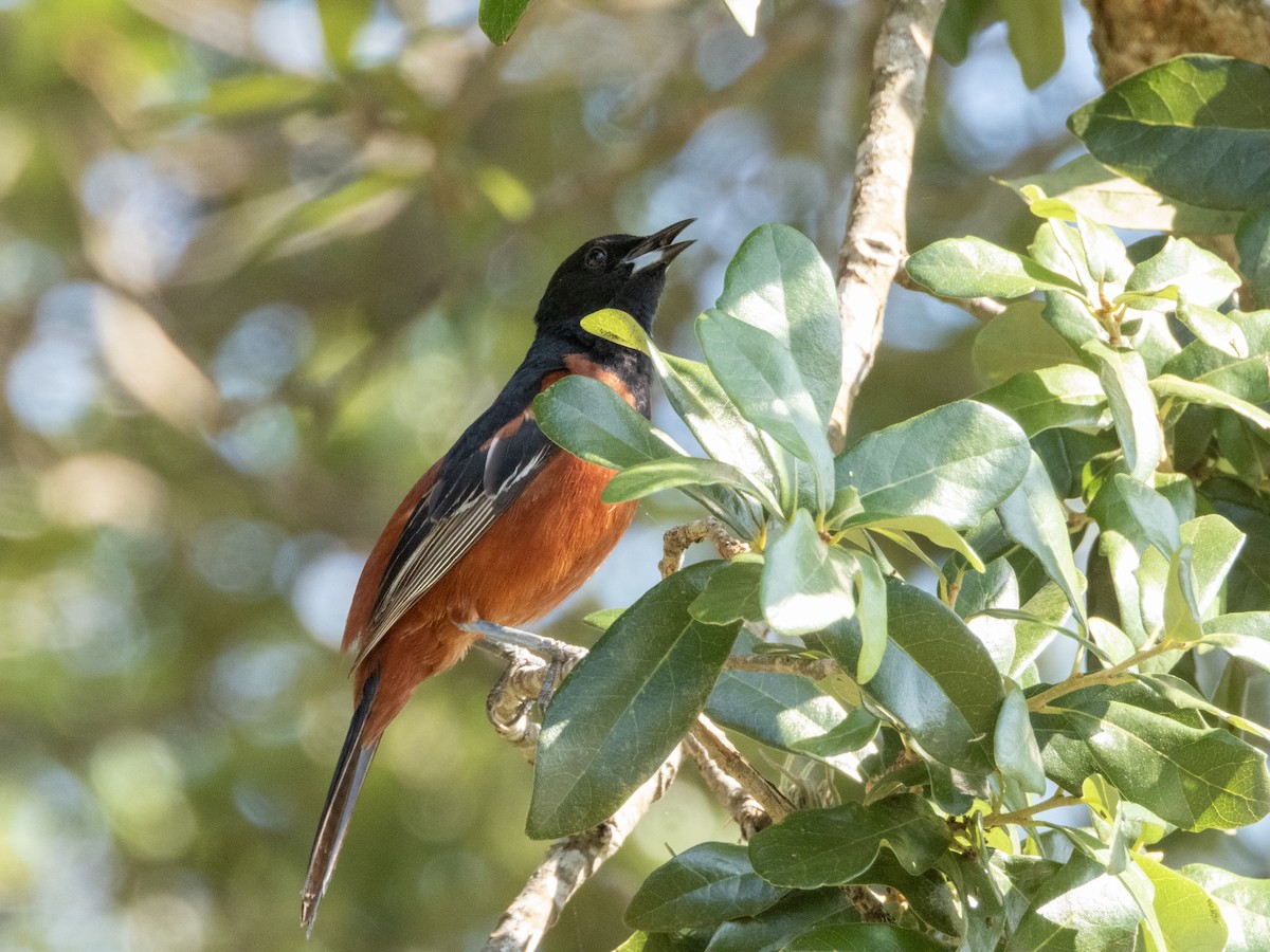 Orchard Oriole - ML619642395