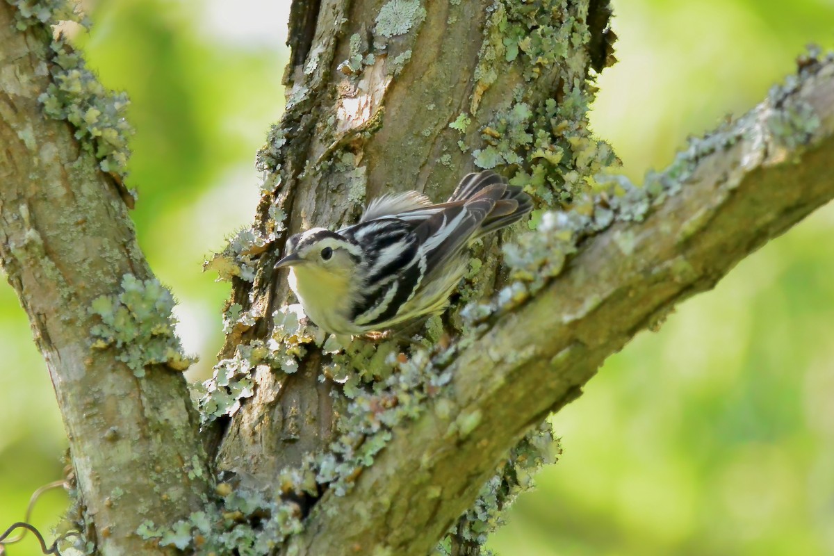 Black-and-white Warbler - ML619642398
