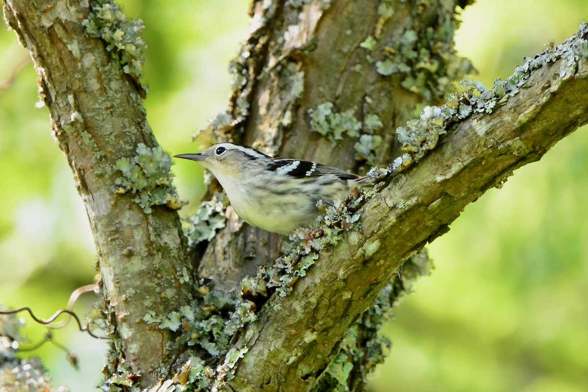 Black-and-white Warbler - ML619642400