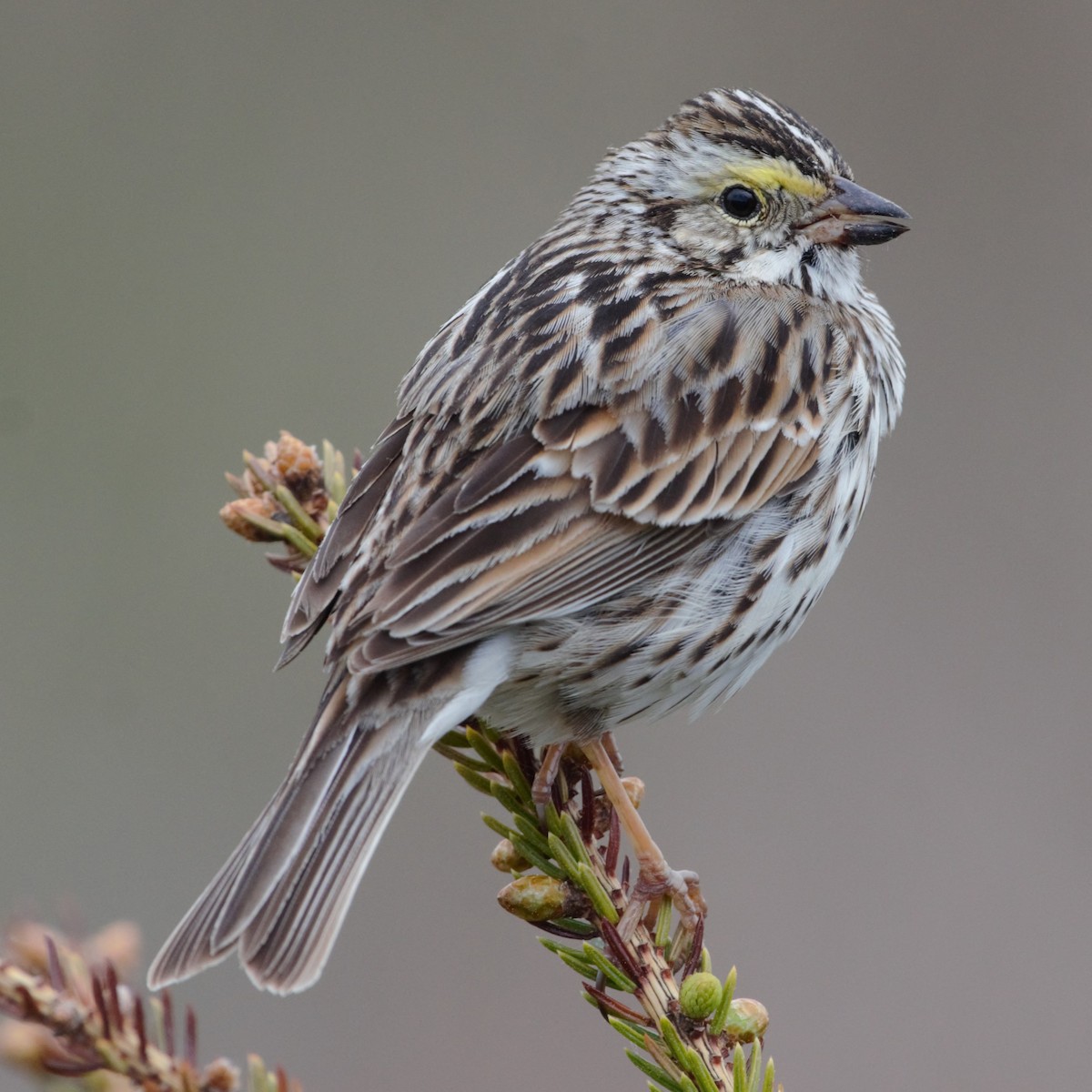 Savannah Sparrow - ML619642417