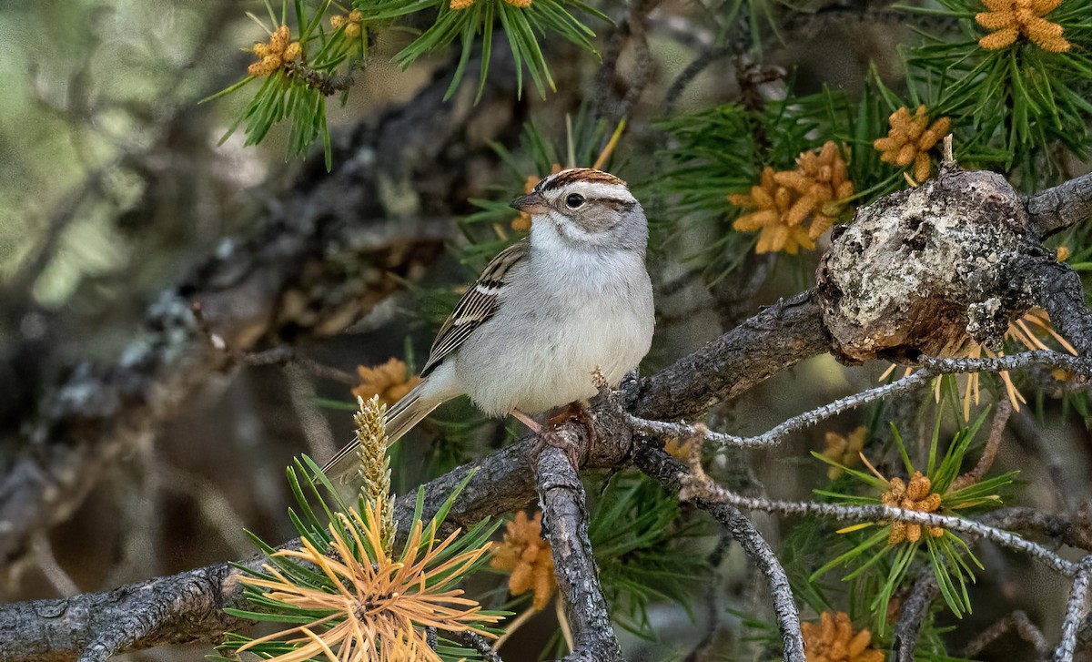 Chipping Sparrow - ML619642431