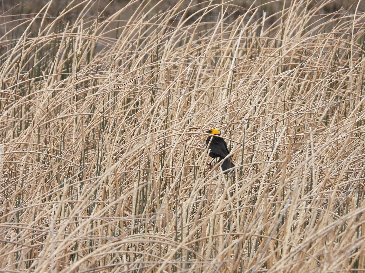 Yellow-headed Blackbird - ML619642495