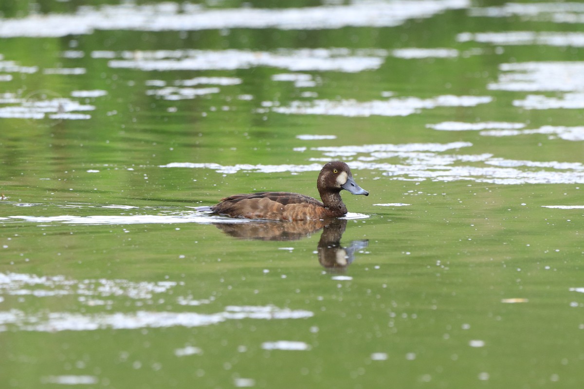 Greater Scaup - ML619642553