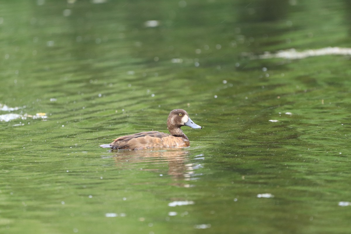 Greater Scaup - ML619642593