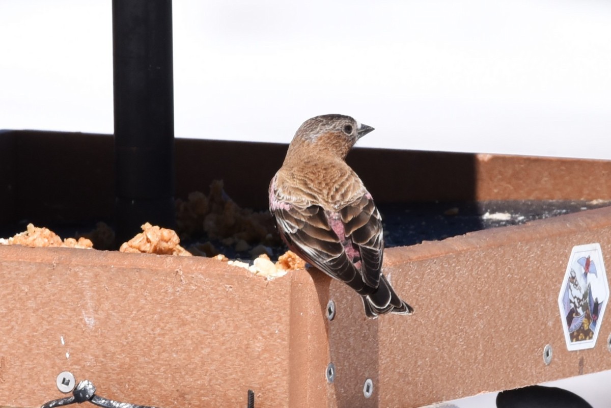 Brown-capped Rosy-Finch - ML619642601