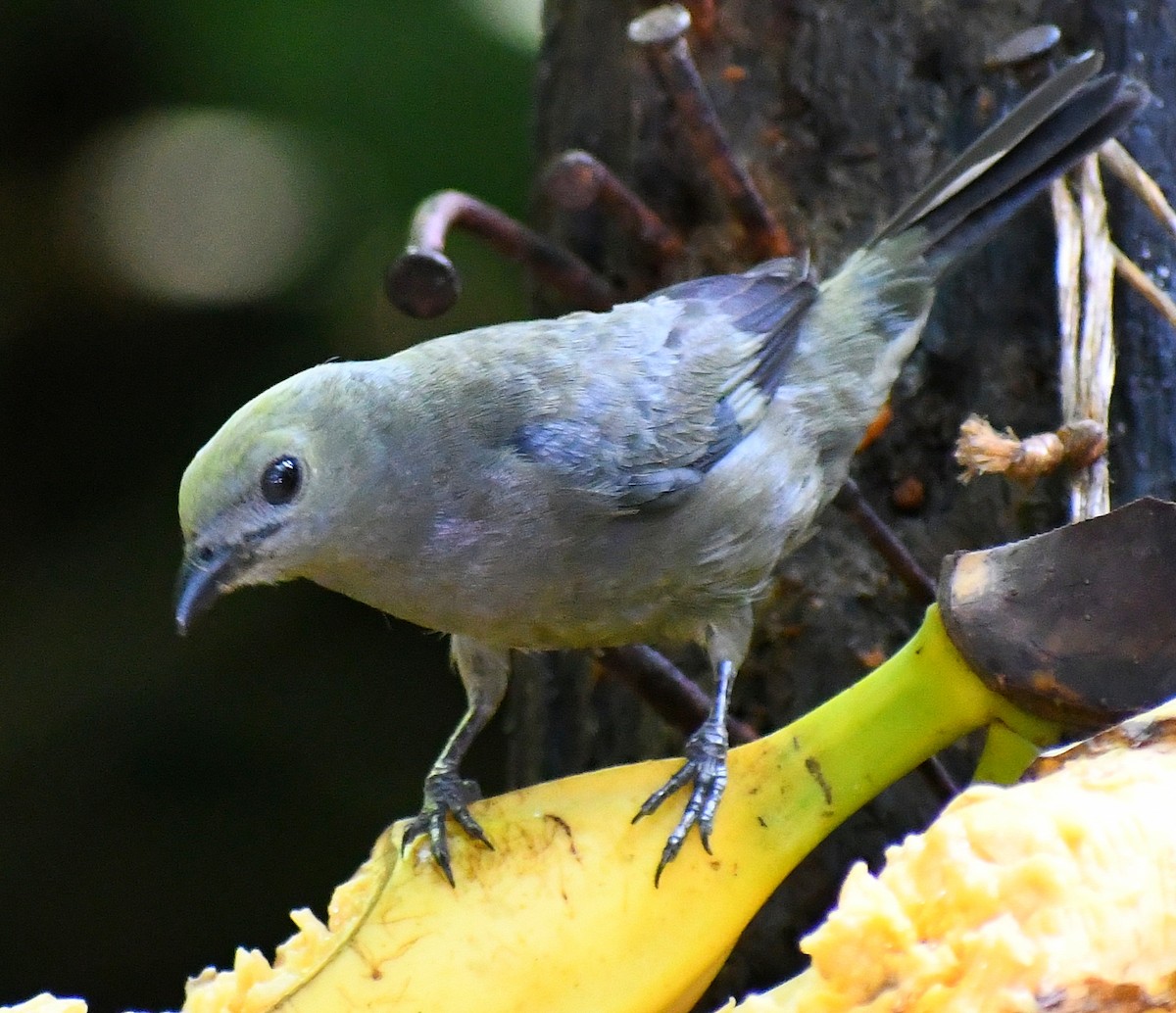 Palm Tanager - ML619642660