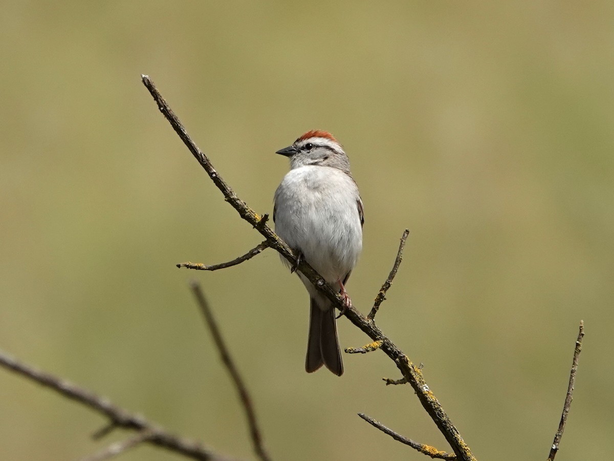 Chipping Sparrow - ML619642664