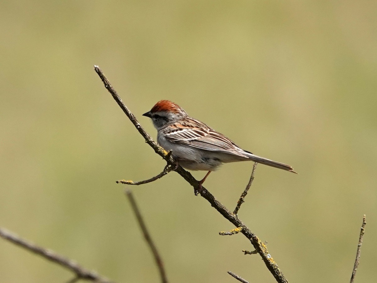 Chipping Sparrow - ML619642667