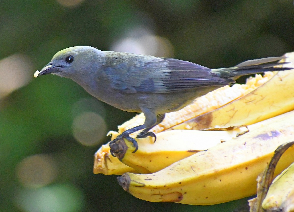 Palm Tanager - ML619642712