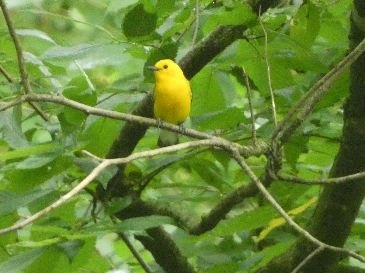 Prothonotary Warbler - ML619642722