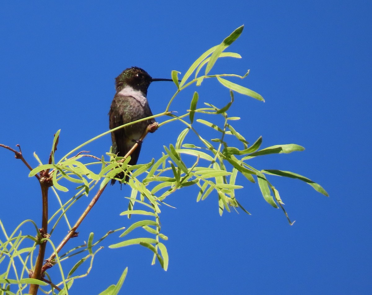 Black-chinned Hummingbird - ML619642734