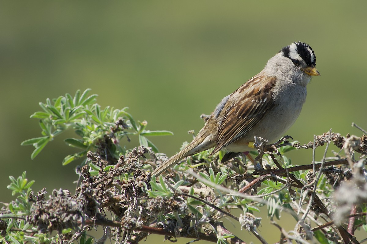 White-crowned Sparrow - ML619642838