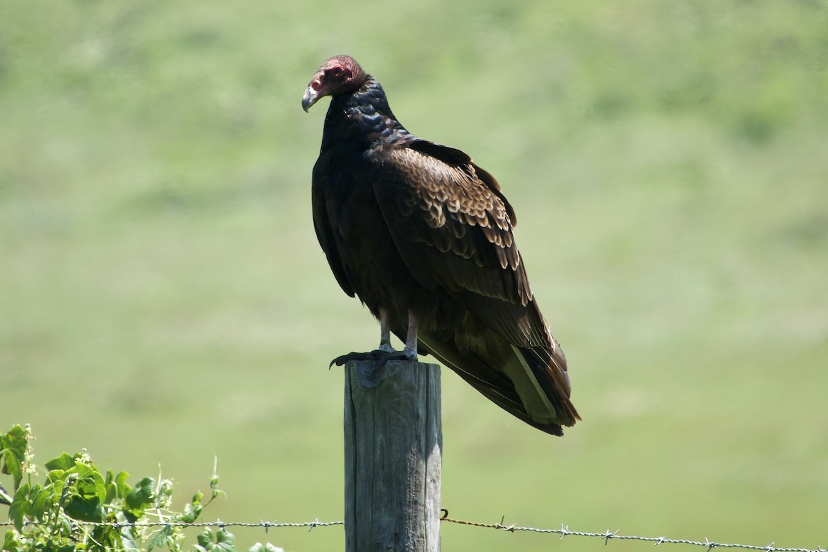 Turkey Vulture - ML619642858