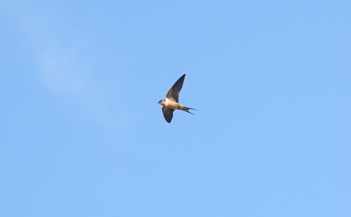 Barn Swallow - ML619642867
