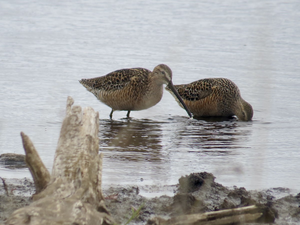 Long-billed Dowitcher - ML619643025