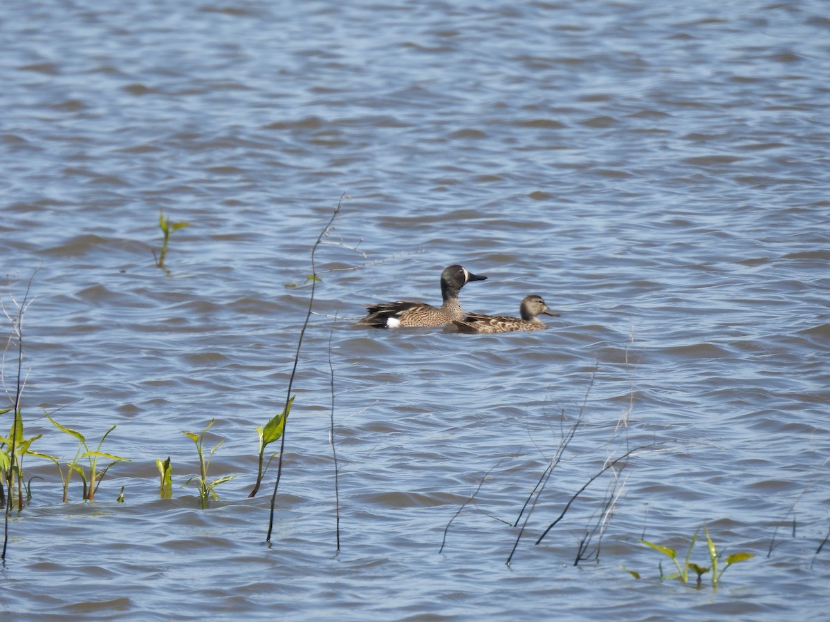 Blue-winged Teal - ML619643030