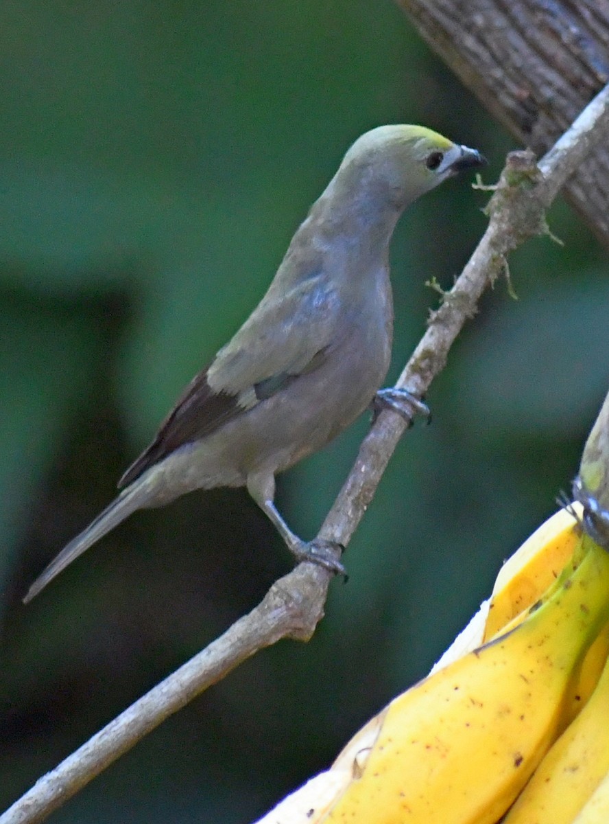 Palm Tanager - ML619643042
