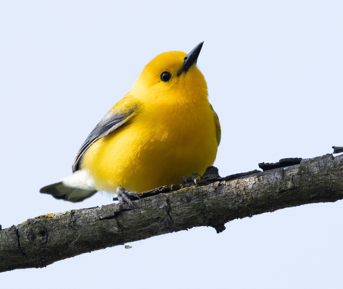 Prothonotary Warbler - ML619643052