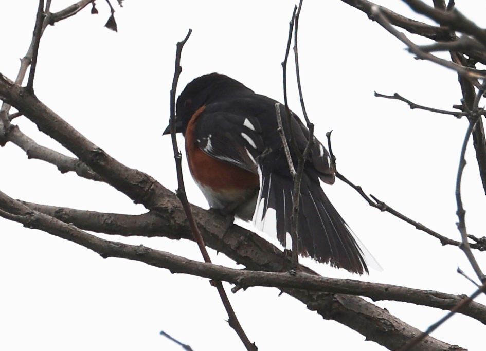 Spotted/Eastern Towhee (Rufous-sided Towhee) - ML619643053