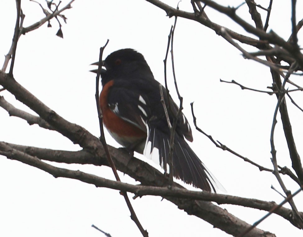 Spotted/Eastern Towhee (Rufous-sided Towhee) - ML619643054