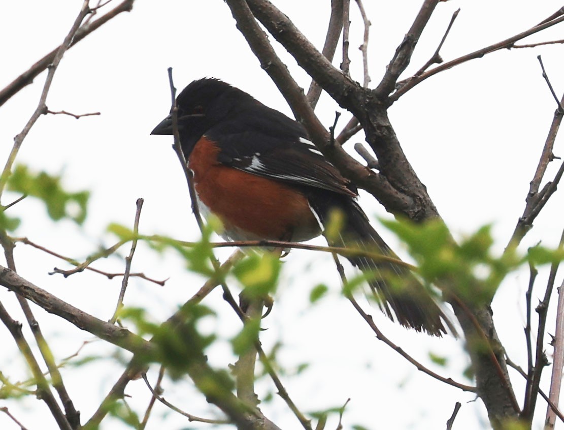 Spotted/Eastern Towhee (Rufous-sided Towhee) - ML619643055