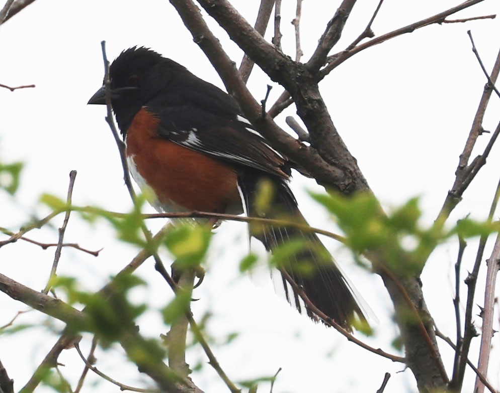 Spotted/Eastern Towhee (Rufous-sided Towhee) - ML619643056