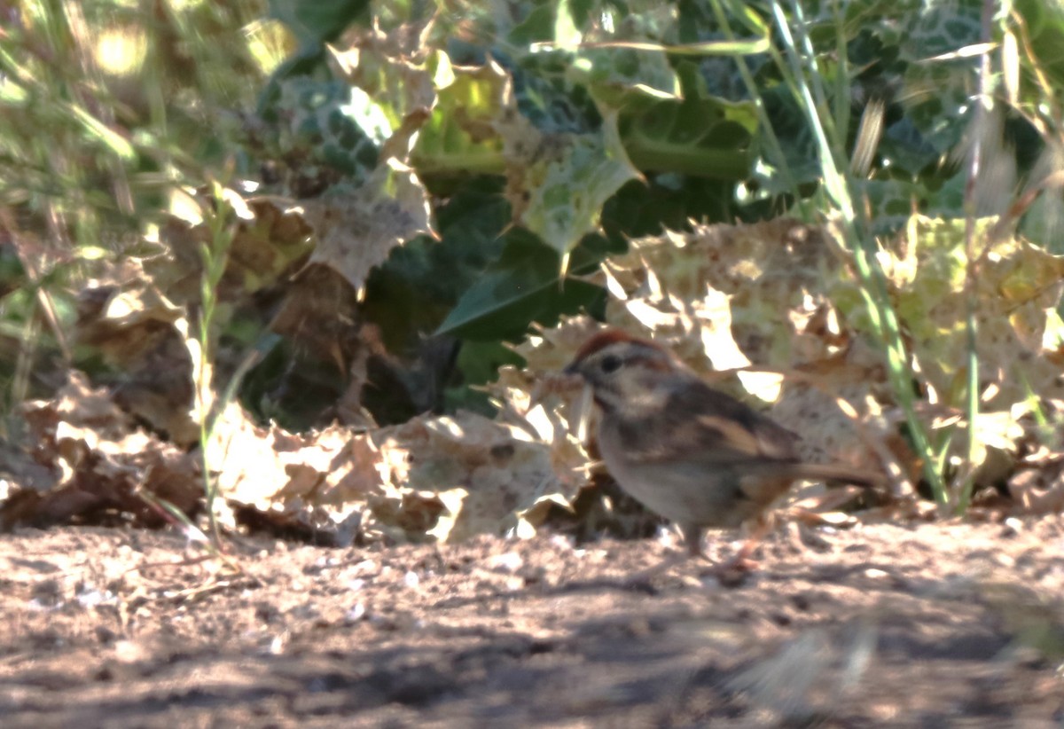Rufous-crowned Sparrow - ML619643076