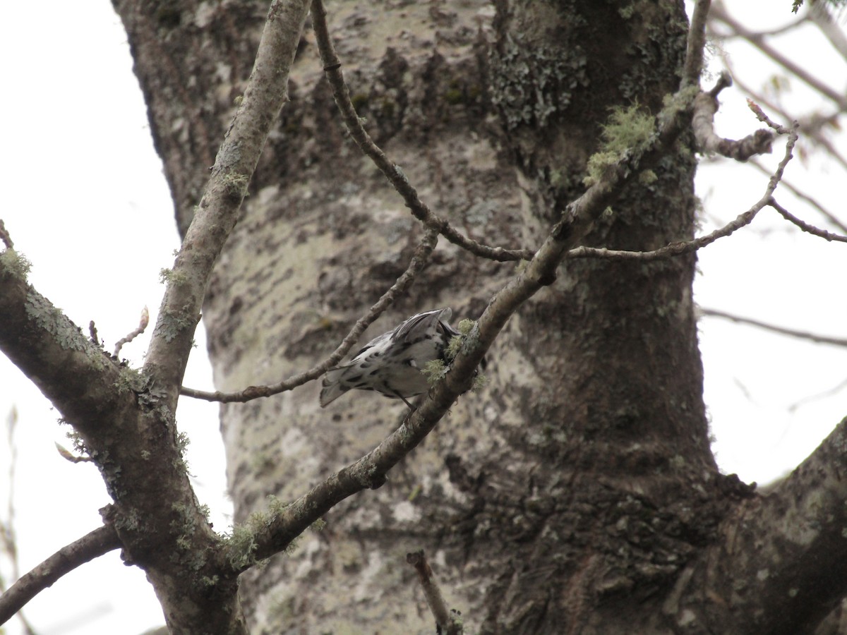 Black-and-white Warbler - ML619643081