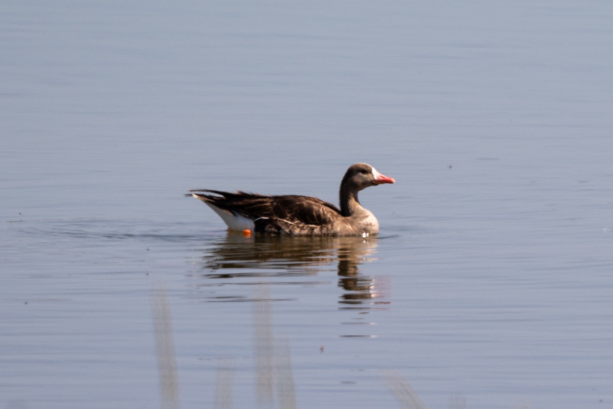 Greater White-fronted Goose - ML619643101