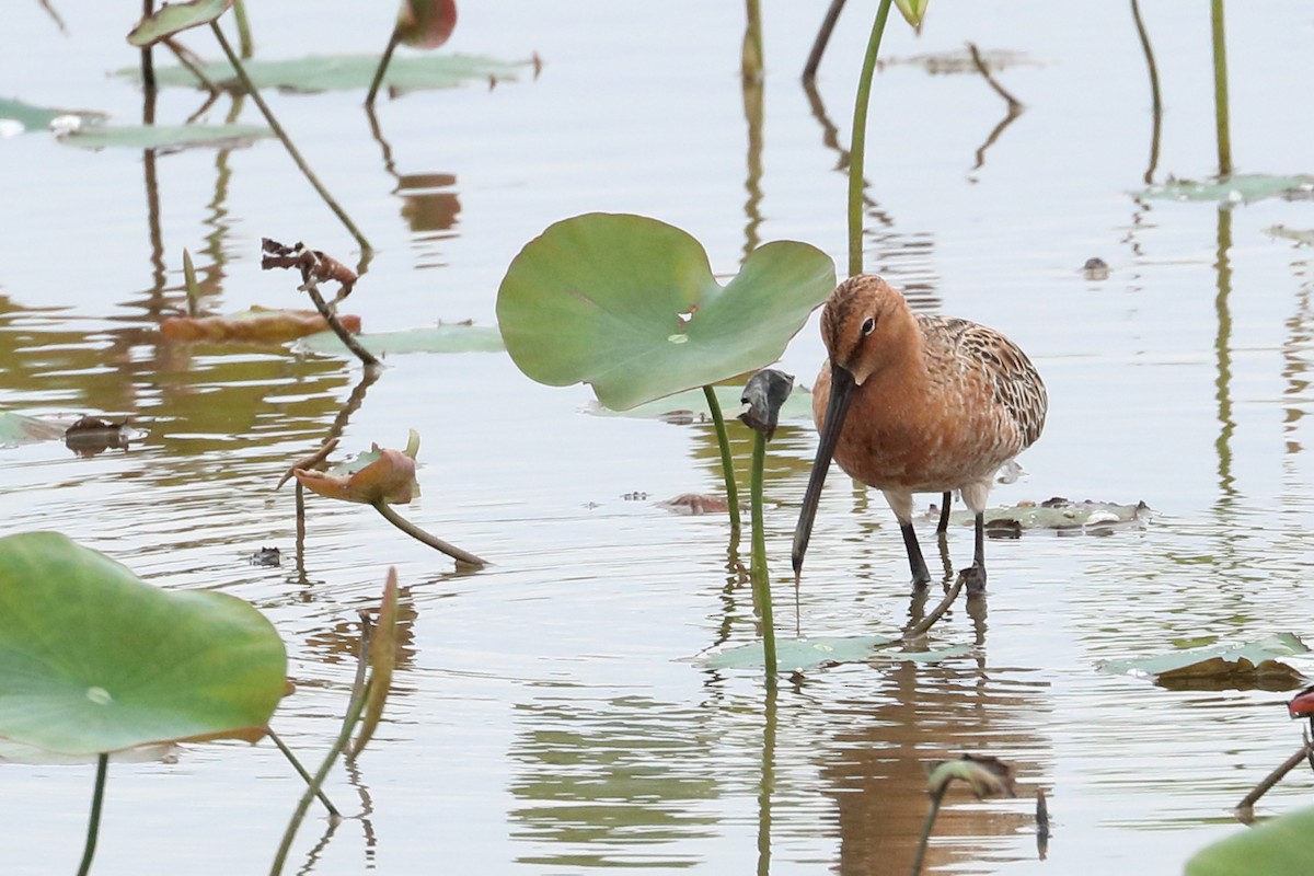 Asian Dowitcher - ML619643117