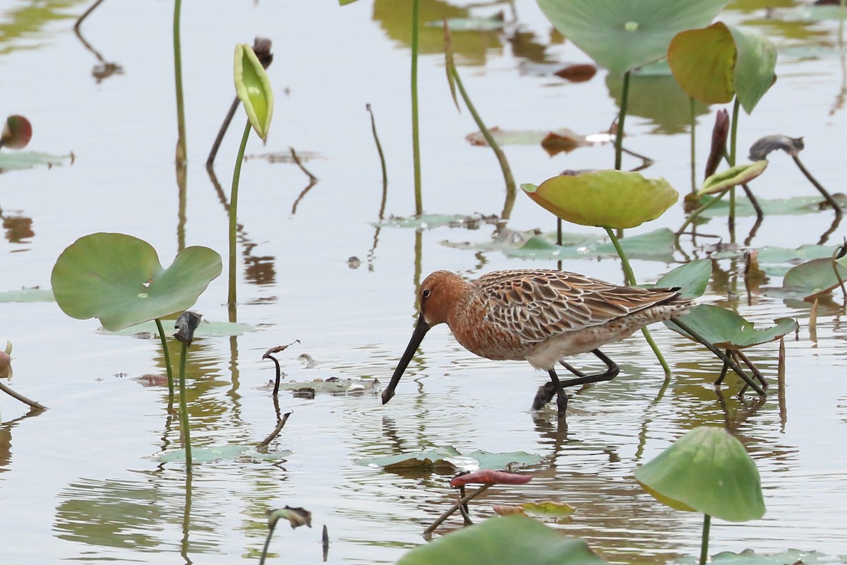 Asian Dowitcher - ML619643118