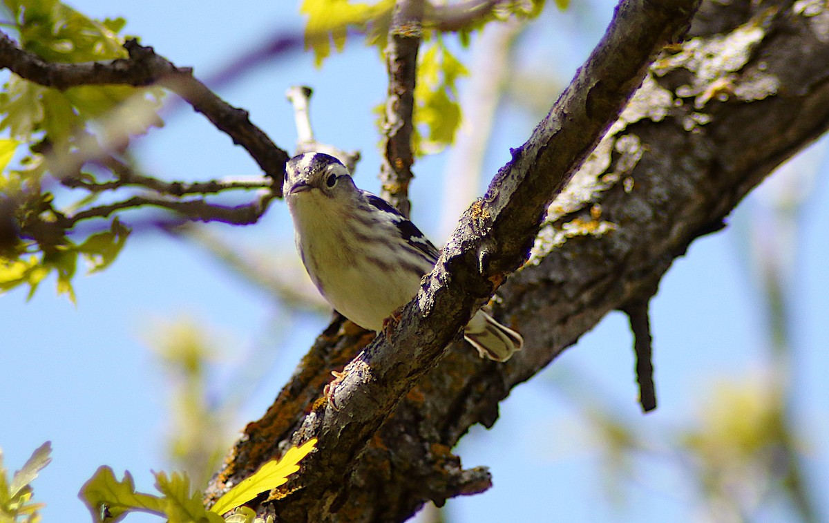 Black-and-white Warbler - ML619643138