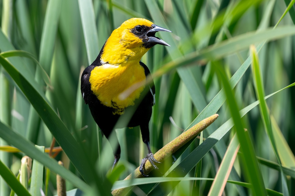 Yellow-headed Blackbird - ML619643166