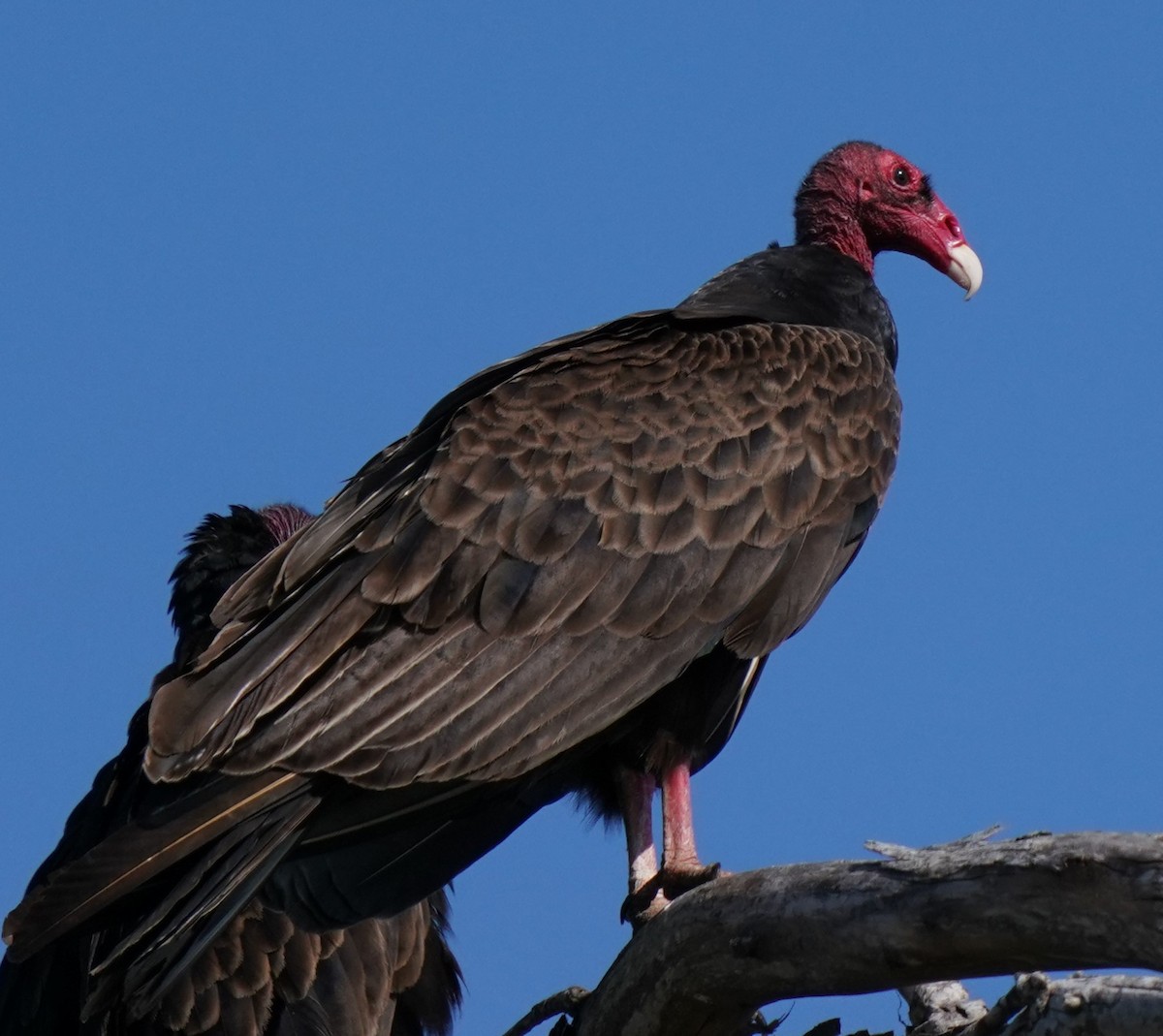 Turkey Vulture - ML619643170
