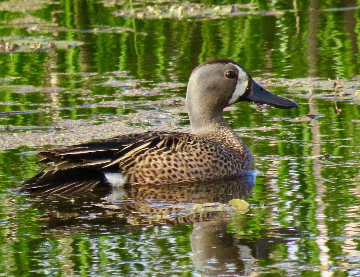 Blue-winged Teal - ML619643182