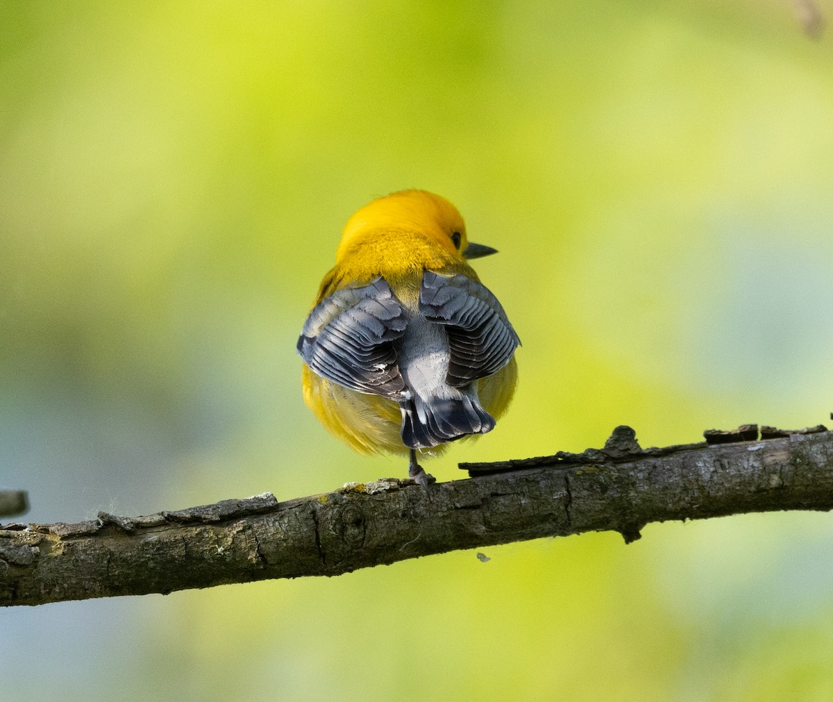 Prothonotary Warbler - ML619643191