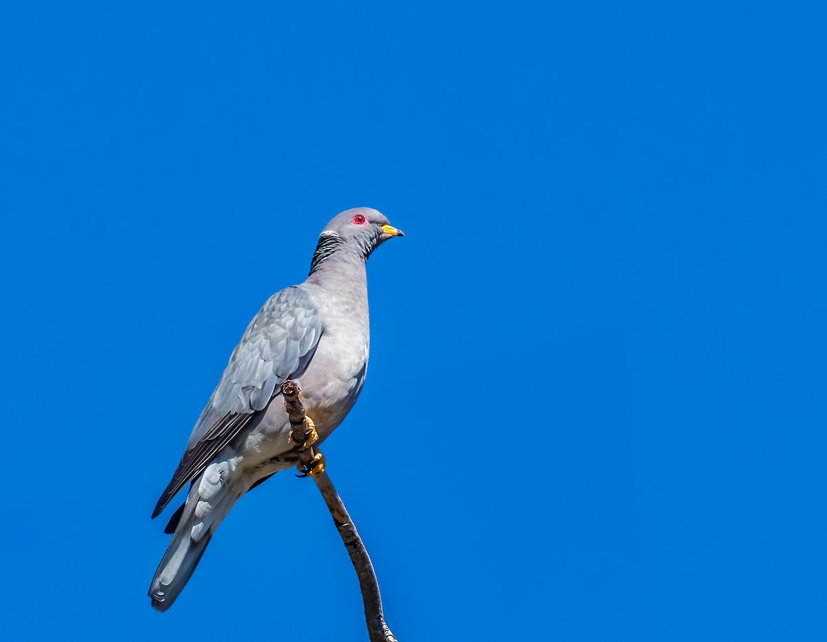 Band-tailed Pigeon - ML619643192