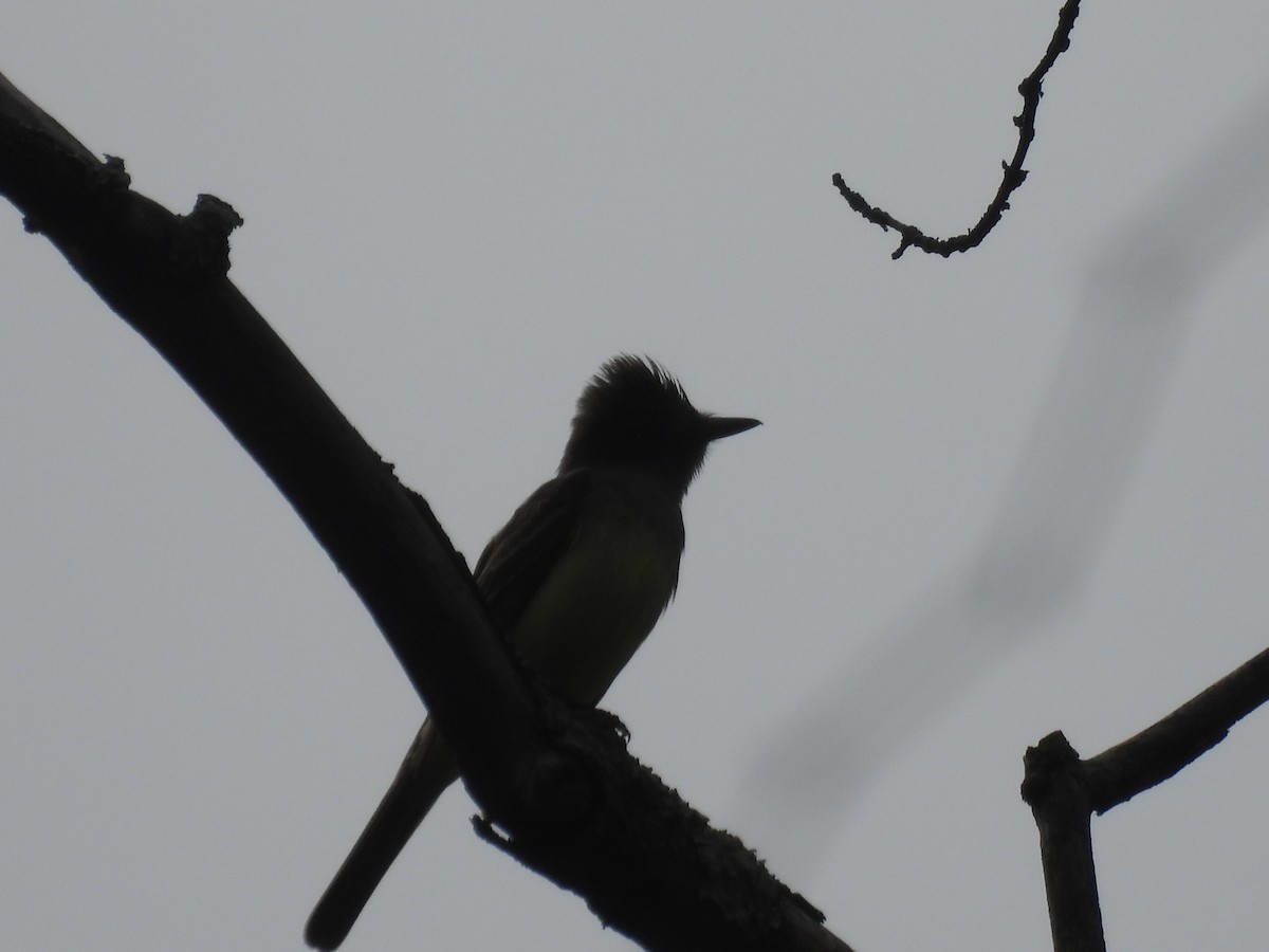 Great Crested Flycatcher - ML619643240