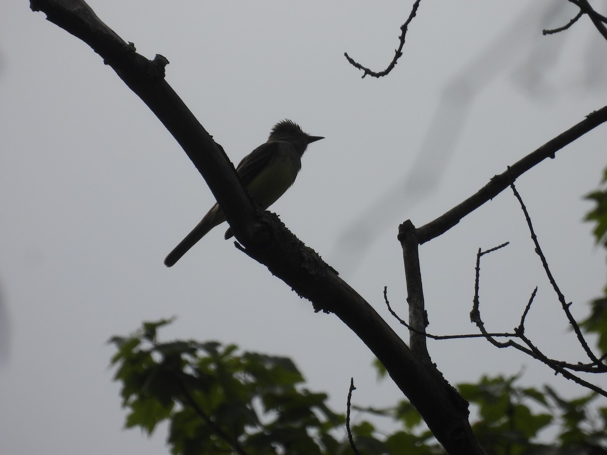 Great Crested Flycatcher - ML619643250