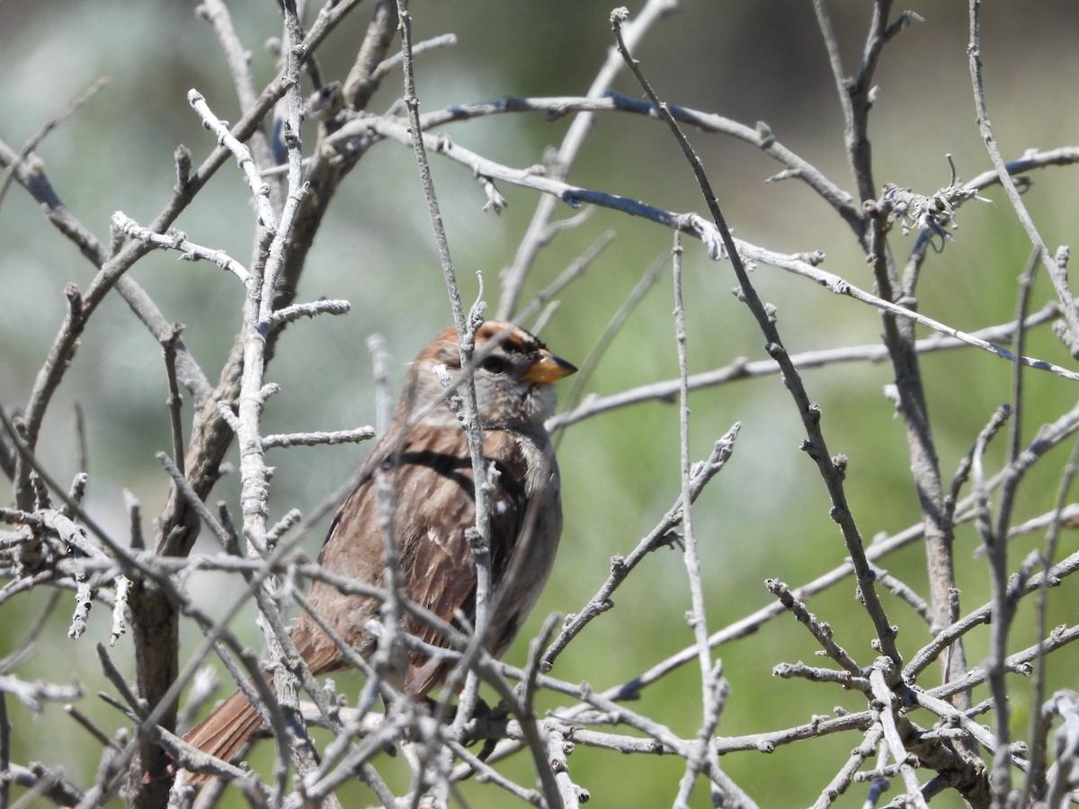 White-crowned Sparrow - ML619643260