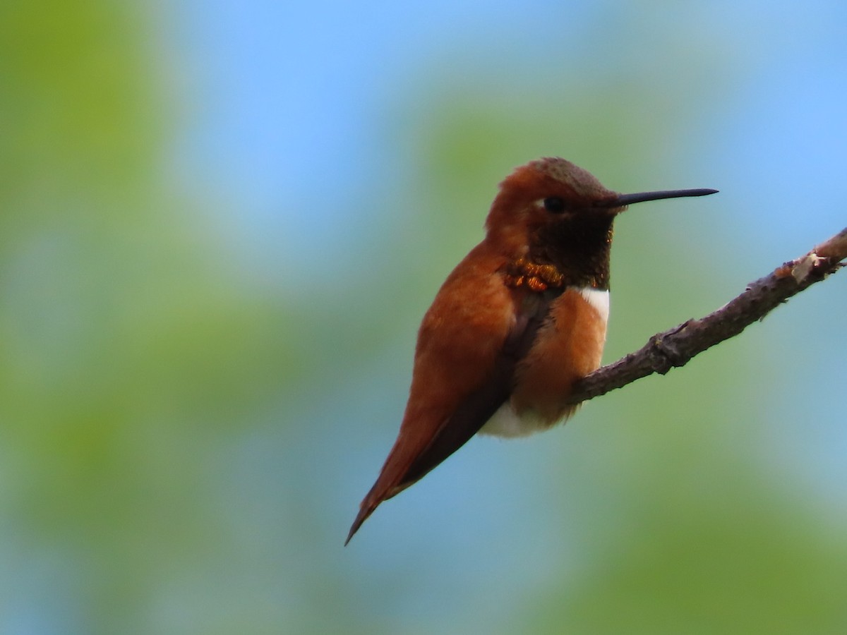 Rufous Hummingbird - ML619643304