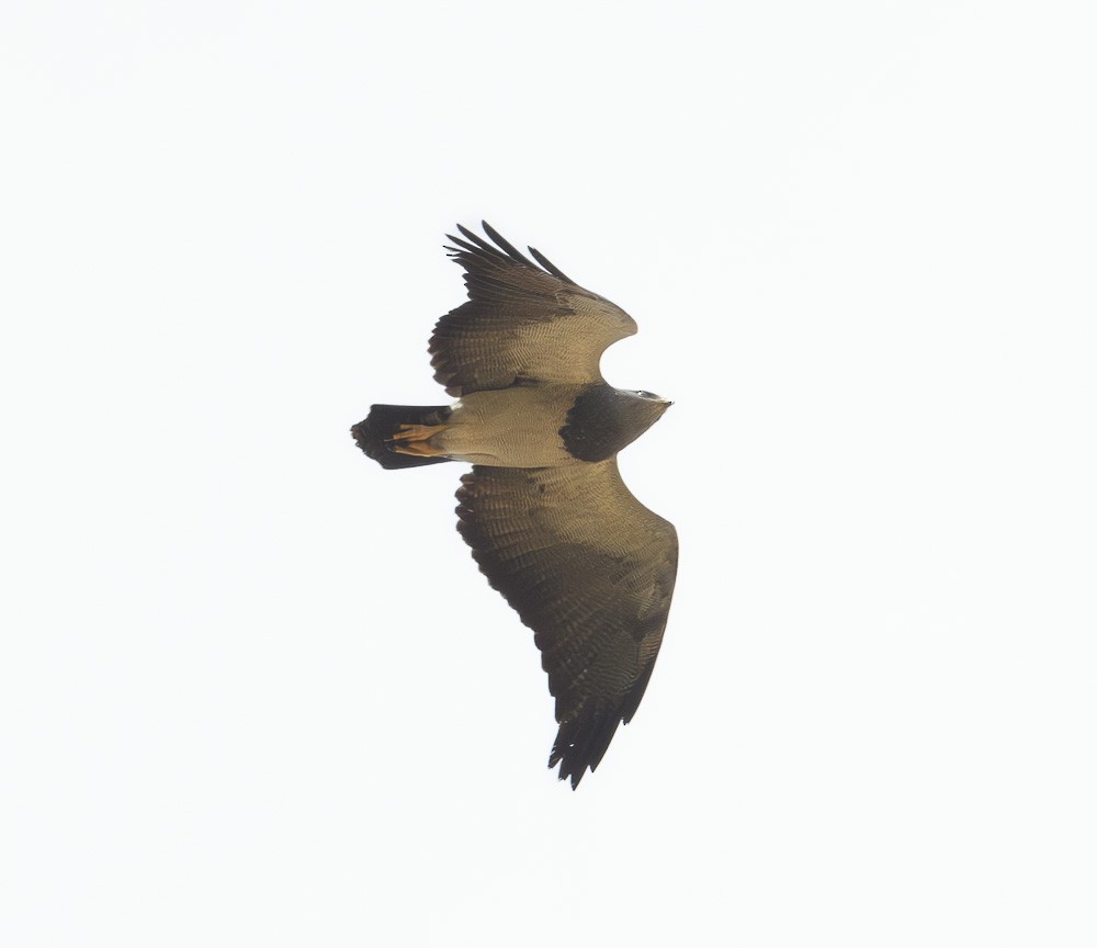 Black-chested Buzzard-Eagle - ML619643328