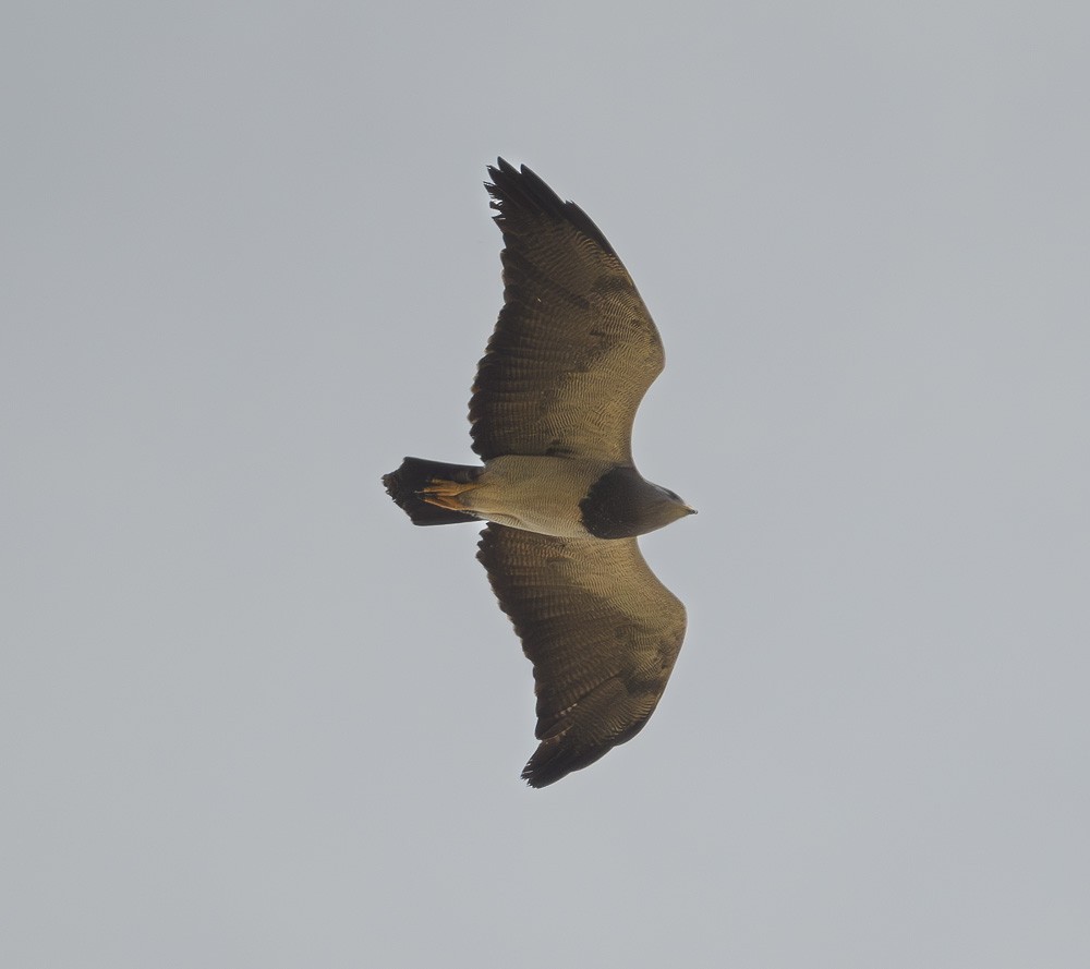 Black-chested Buzzard-Eagle - ML619643330