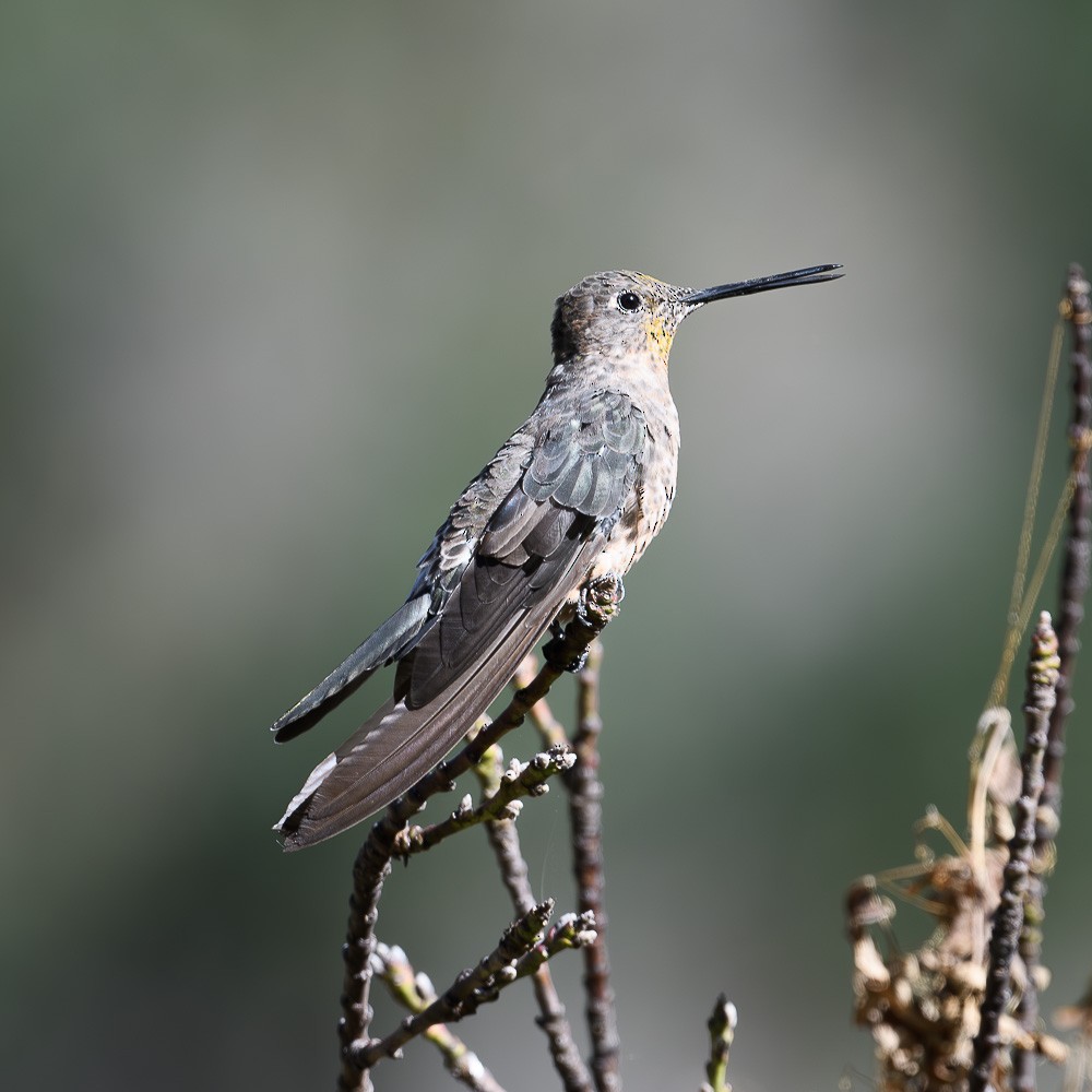 kolibřík velký - ML619643352