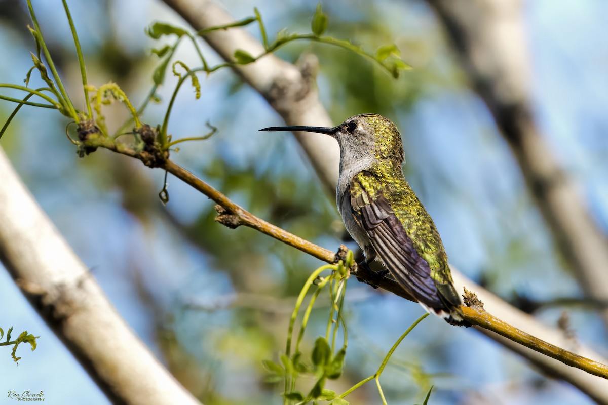 Black-chinned Hummingbird - ML619643357